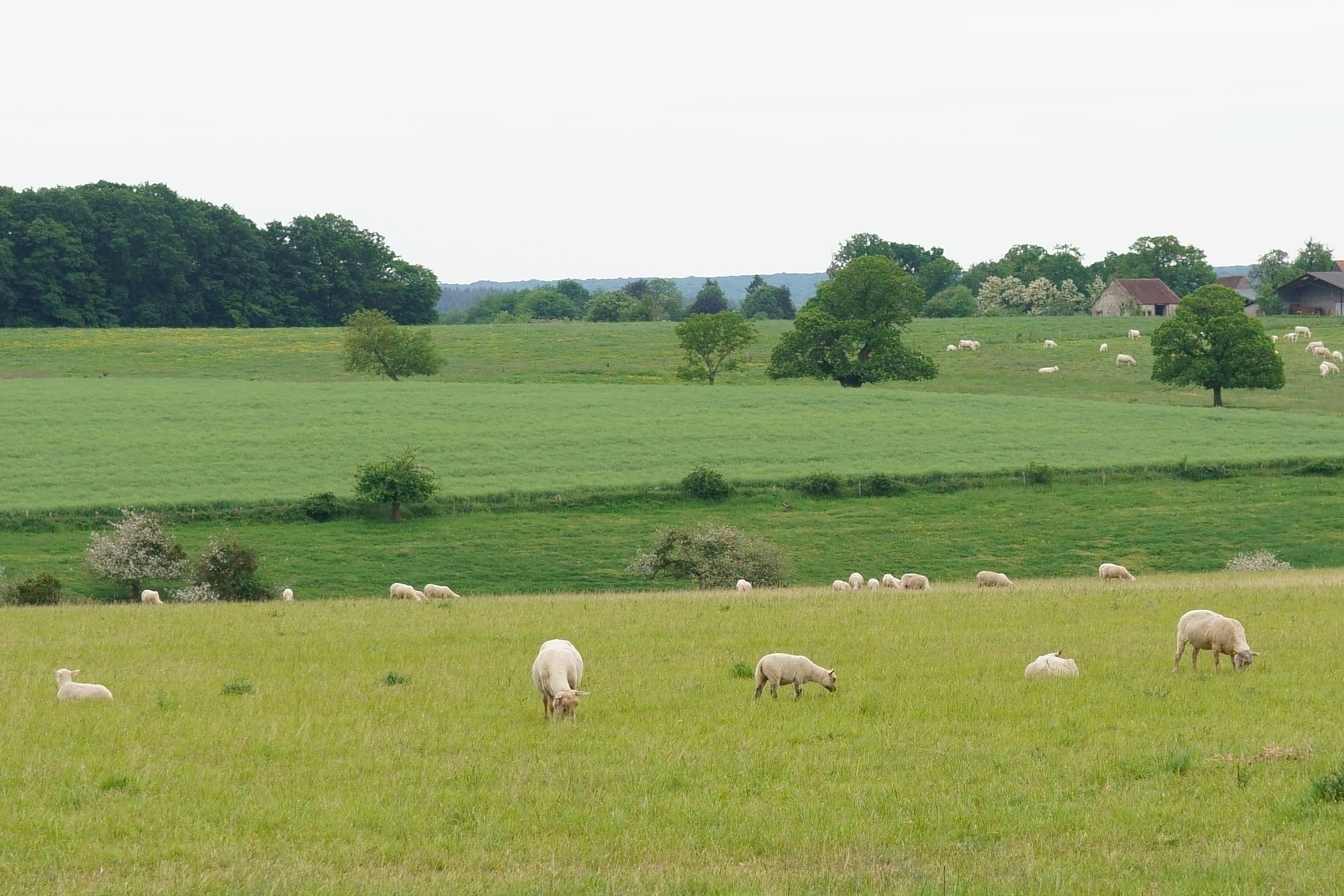 Champbalay, an agrivoltaïc site in development in France | Boralex US