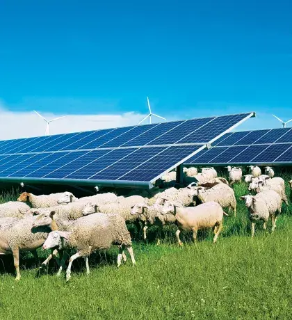 Brebis se baladant en liberté sur le site solaire d'Avignonet-Lauragais en France