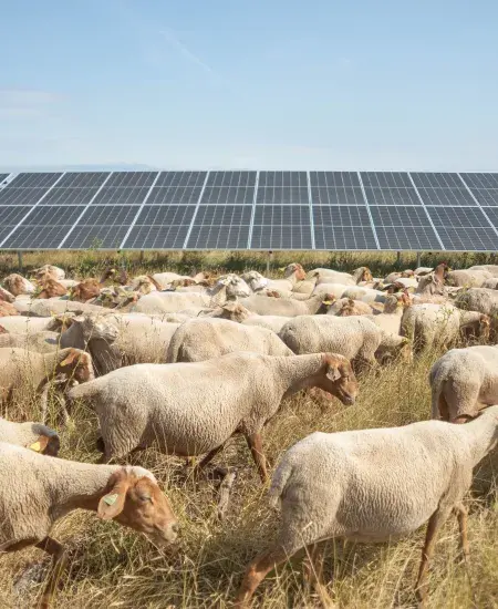 Moutons, panneaux solaires, ecopaturage