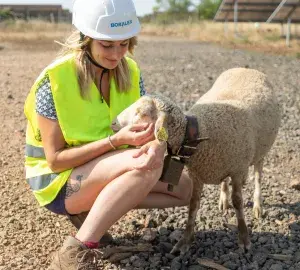 Femme, mouton, panneaux solaires
