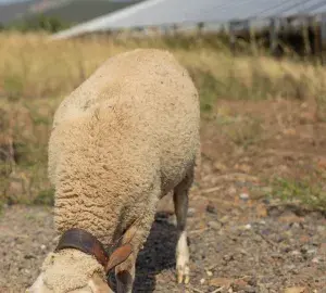 Brebis en écopaturage sur un site solaire