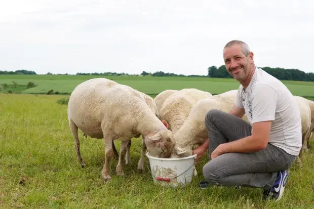 agriculteur, moutons