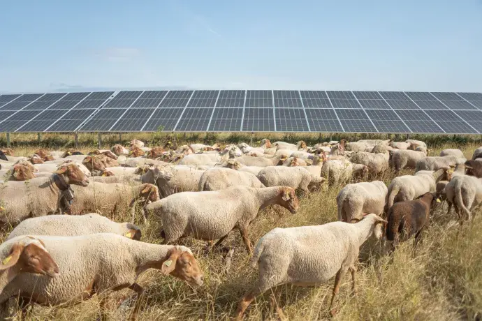 Moutons, panneaux solaires, ecopaturage