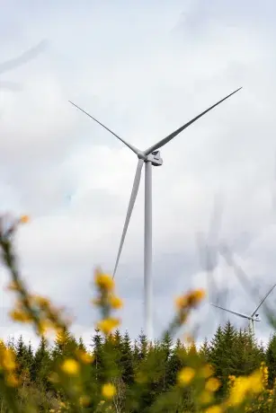 Vue éolienne, fleurs