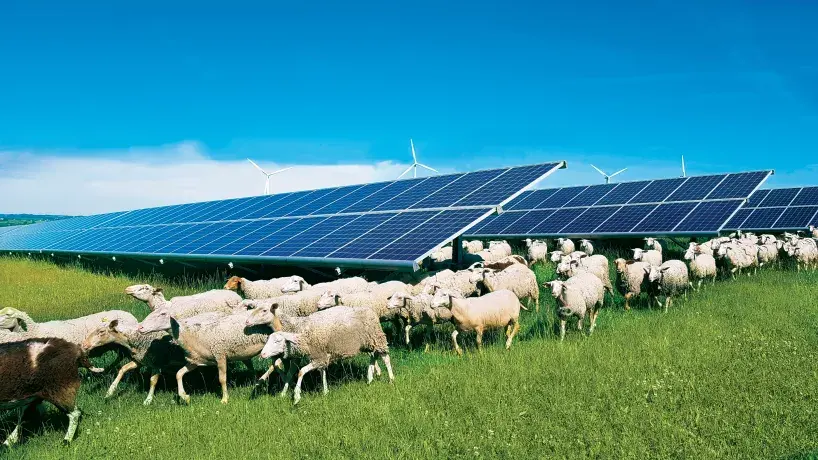Sheeps circulating freely on a solar farm in France