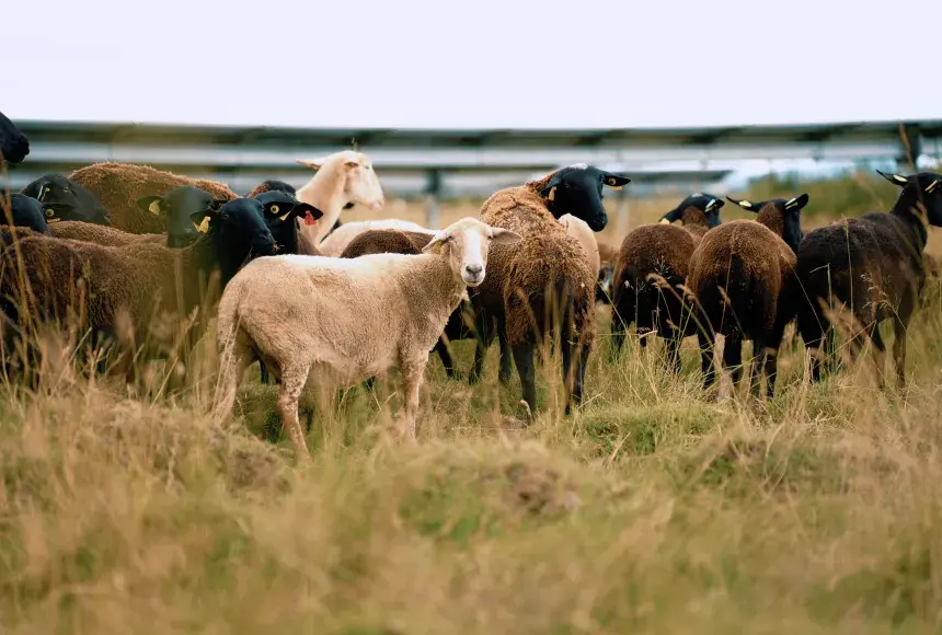Brebis devant un parc solaire